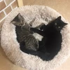 こあきち