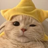 つっきー