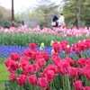 のんきな花畑