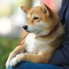 しなけん