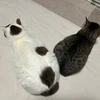 てるさい
