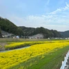 大森遥希