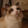 紗