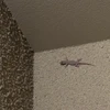 やま