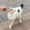 ころん