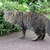 にんじんぐみ