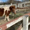 の