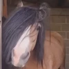 トムヤム君