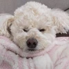 トモン
