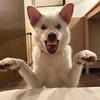 ツヨシ