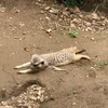 た