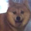 柴犬