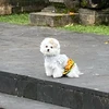 ボロネーゼ