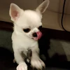koko