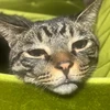 チューヤッソ