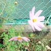 リカ