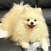 hi
