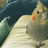 イバジ