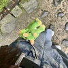 ドドリオ