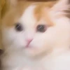 れーれ