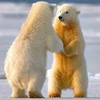 Shirokuma