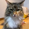 こつリァ