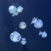 stellablueee120