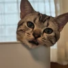 Ryo