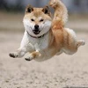 りんご