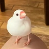 みきりん