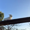爽快やぎ