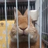 かずま