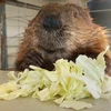 映画担当係長