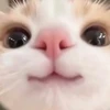 ちるいち