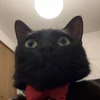 ととまるのわきげ