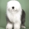 白い犬