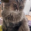 きっと猫