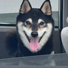 柴サトシ