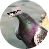 鳩子