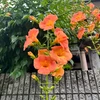 楓華