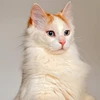 yumie