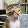 スギヤマ
