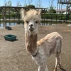 ちゃる