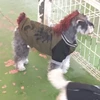 しょういち