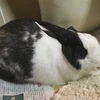 やなぎまち