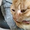 ねここねこ