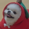 なーこ