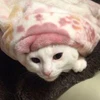 わたん