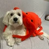 おすし