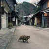 つつみ